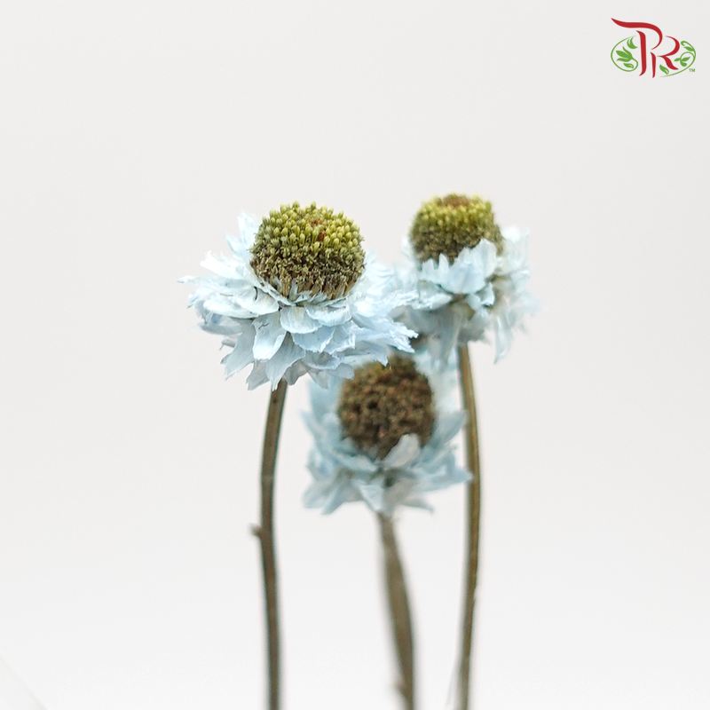 Preserved Ammobium - Blue (1030-2-690)-Blue-Japan-prflorist.com.my