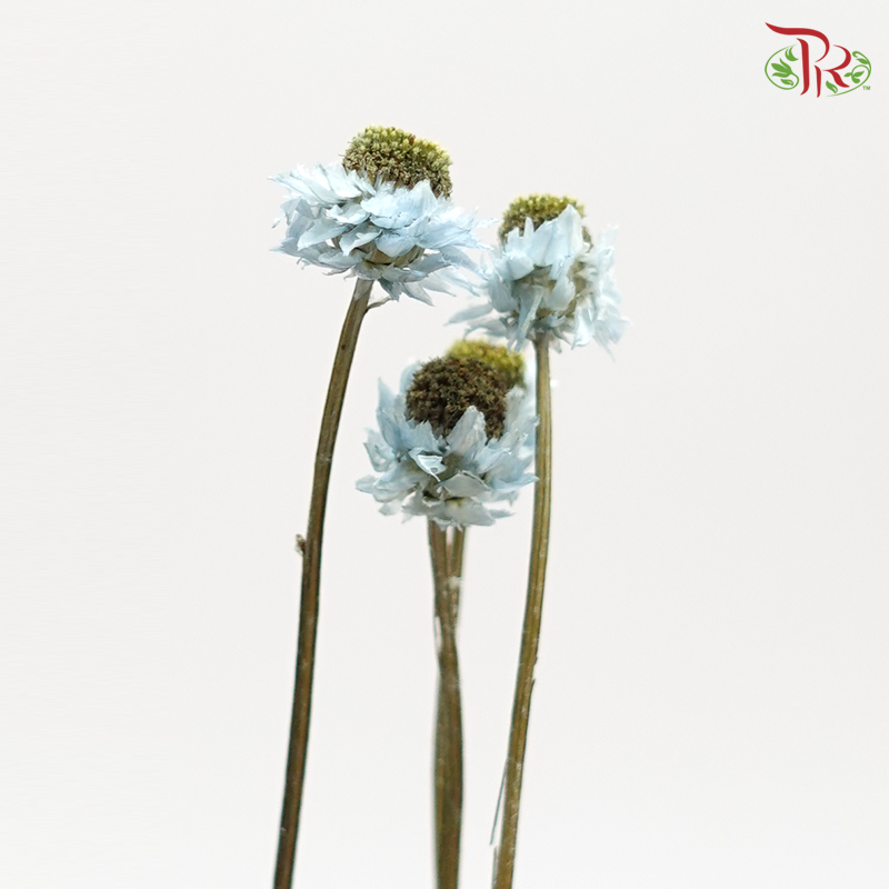 Preserved Ammobium - Blue (1030-2-690)-Blue-Japan-prflorist.com.my