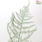 Preserved Asparagus Fern - Green (Per Bunch)-Yellow-China-prflorist.com.my