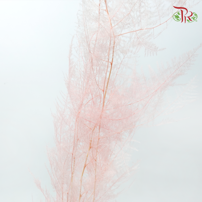 Preserved Asparagus Fern - Light Pink (Per Bunch)-Pink-China-prflorist.com.my