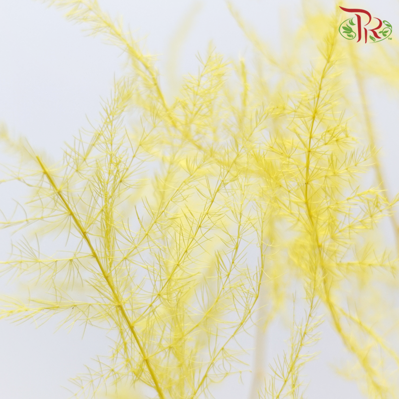 Preserved Asparagus Fern