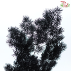 Preserved Asparagus Leaf - Black (Per Bunch)-Black-China-prflorist.com.my