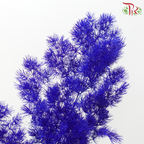 Preserved Asparagus Leaf - Dark Blue (Per Bunch)-Blue-China-prflorist.com.my