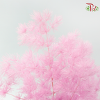 Preserved Asparagus Leaf - Light Orchid Pink (Per Bunch)-Pink-China-prflorist.com.my