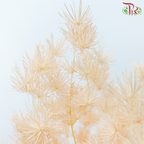 Preserved Asparagus Leaf - Orange (Per Bunch)-Orange-China-prflorist.com.my