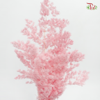 Preserved Asparagus Leaf - Pink (Per Bunch)-Pink-China-prflorist.com.my
