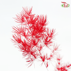 Preserved Asparagus Leaf - Red (Per Bunch)-Red-China-prflorist.com.my