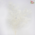Preserved Asparagus Leaf - White (Per Bunch)-White-China-prflorist.com.my