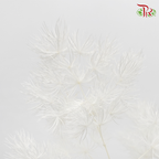 Preserved Asparagus Leaf - White (Per Bunch)-White-China-prflorist.com.my
