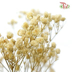 Preserved Baby Breath - Light Brown-Brown-China-prflorist.com.my