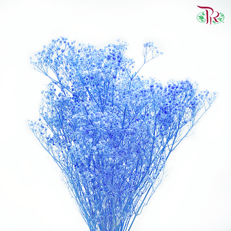 Preserved Baby's Breath - Blue 2 (Per Bunch) #2-Blue-China-prflorist.com.my