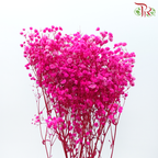 Preserved Baby's Breath - Hot Pink-Pink-China-prflorist.com.my