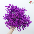 Preserved Baby's Breath - Magenta-Magenta-China-prflorist.com.my