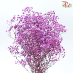 Preserved Baby's Breath - Mauve Purple (Per Bunch)-Purple-China-prflorist.com.my