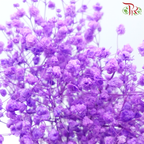 Preserved Baby's Breath - Purple Daffodil (Per Bunch)-Purple-China-prflorist.com.my