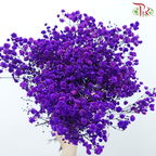 Preserved Baby's Breath - Purple Galaxy-Purple-China-prflorist.com.my