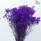 Preserved Baby's Breath - Purple Galaxy-Purple-China-prflorist.com.my
