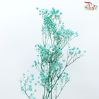 Preserved Baby's Breath - Turquoise-Turquoise-China-prflorist.com.my