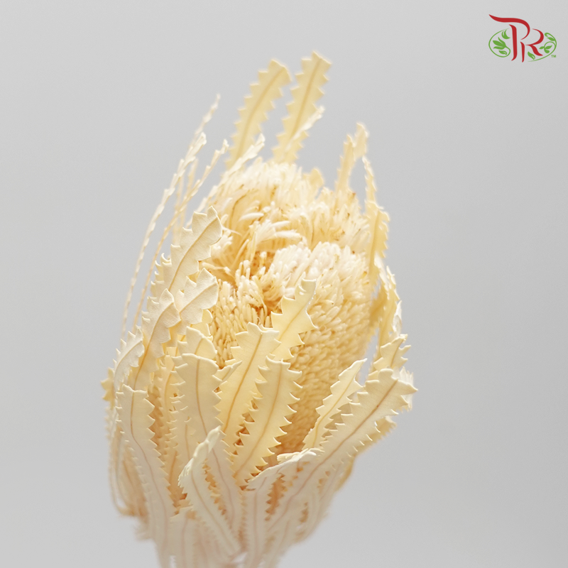 Preserved Banksia - Per Stem (4038-0-011)-Bleached-Japan-prflorist.com.my
