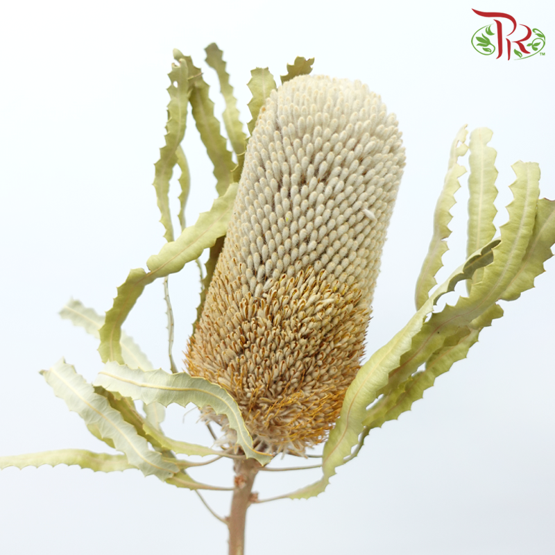 Preserved Banksia - (Per Stem)-China-prflorist.com.my