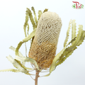 Preserved Banksia - (Per Stem)-China-prflorist.com.my