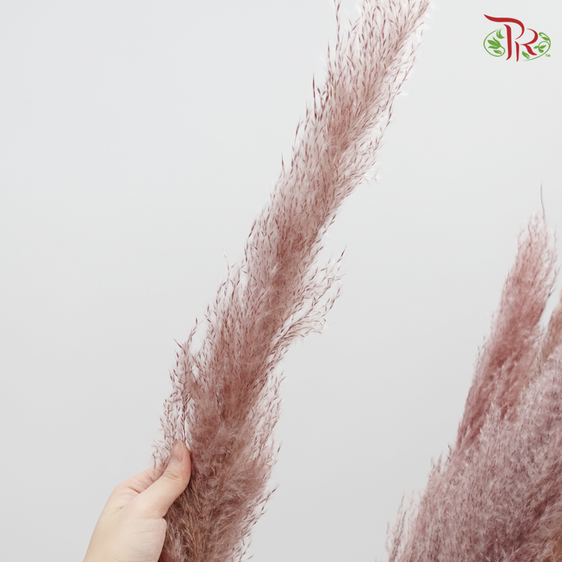 Preserved Big Tail Reed (5135-0-160)-Pudu Ria Florist-prflorist.com.my