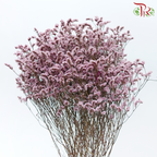 Preserved Caspia - Blush Pink (Per Bunch)-Blush Pink-China-prflorist.com.my