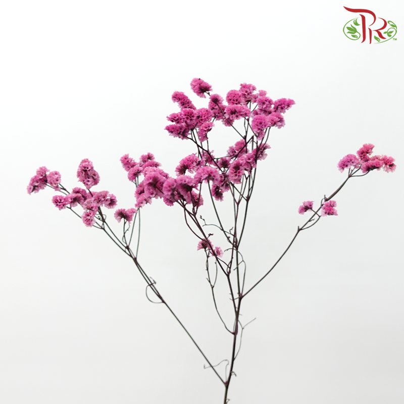 Preserved Caspia - Cherry Pink (Per Bunch)-Cherry Pink-China-prflorist.com.my