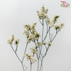 Preserved Caspia - Dyed Green (Bud in Light Yellow) (Per Bunch)-Dyed Green (Bud in Light Yellow)-China-prflorist.com.my