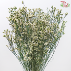 Preserved Caspia - Dyed Green (Bud in Light Yellow) (Per Bunch)-Dyed Green (Bud in Light Yellow)-China-prflorist.com.my
