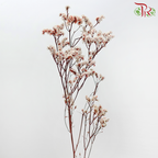 Preserved Caspia - Dyed Red (Bud in White) (Per Bunch)-Dyed Red (Bud in White)-China-prflorist.com.my