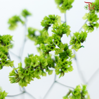 Preserved Caspia - Green (Per Bunch)-Green-China-prflorist.com.my