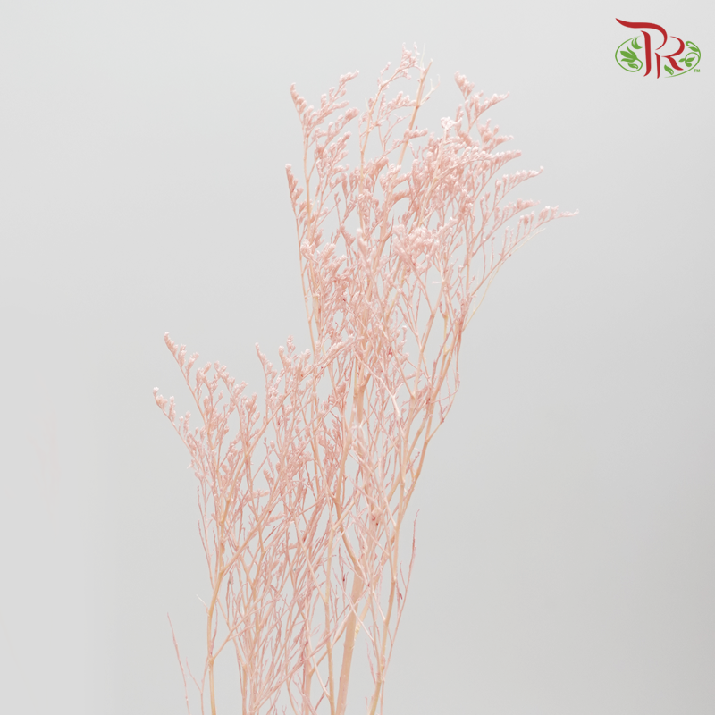Preserved Caspia - Pink (0371-0-101)-Pink-Japan-prflorist.com.my