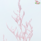 Preserved Caspia - Pink (Per Bunch)-Pink-China-prflorist.com.my