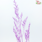 Preserved Caspia - Pink Purple (Per Bunch)-Pink Purple-China-prflorist.com.my