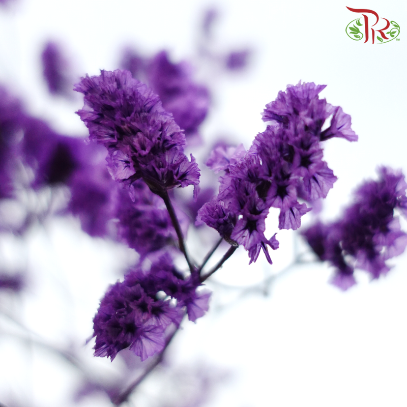 Preserved Caspia - Purple (Per Bunch)-Purple-China-prflorist.com.my