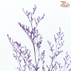 Preserved Caspia - Purple (Per Bunch)-Purple-China-prflorist.com.my