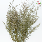 Preserved Caspia - Purple With White (Per Bunch)-Purple With White-China-prflorist.com.my