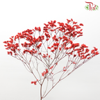 Preserved Caspia - Red (Per Bunch)-Red-China-prflorist.com.my