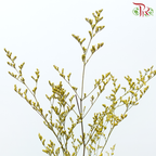 Preserved Caspia - Yellow (Per Bunch)-Yellow-China-prflorist.com.my