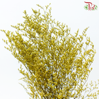 Preserved Caspia - Yellow (Per Bunch)-Yellow-China-prflorist.com.my