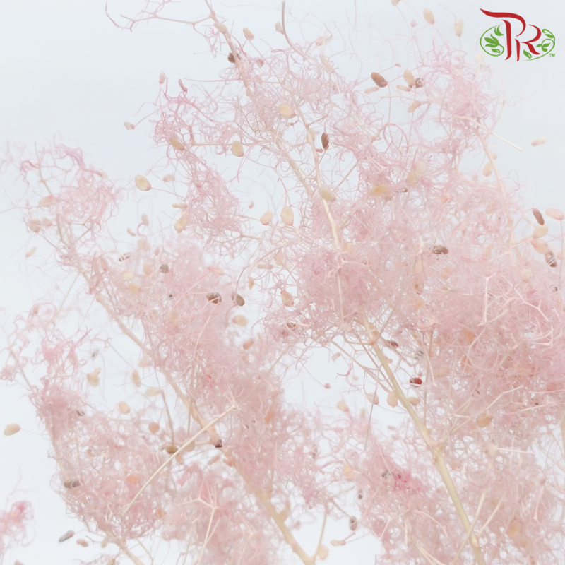 Preserved Cotinus - Pink (Per Bunch)-Pink-China-prflorist.com.my
