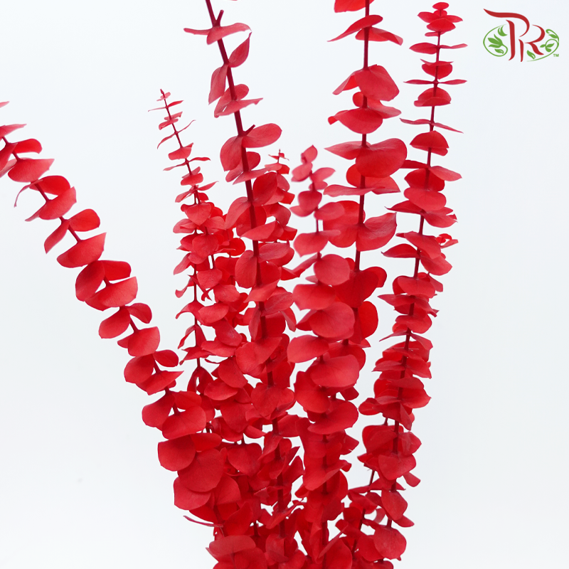 Preserved Eucalyptus Baby Blue Bleached - Red (Per Bunch)-Red-China-prflorist.com.my