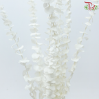 Preserved Eucalyptus Baby Blue Bleached - White (Per Bunch)-White-China-prflorist.com.my