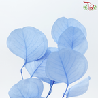 Preserved Eucalyptus Silver Dollar Bleached - Blue (Per Bunch)-Blue-China-prflorist.com.my