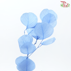 Preserved Eucalyptus Silver Dollar Bleached - Blue (Per Bunch)-Blue-China-prflorist.com.my