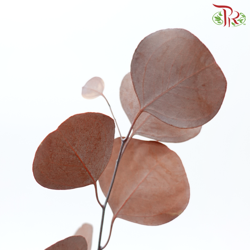 Preserved Eucalyptus Silver Dollar Bleached - Brown (Per Bunch)-Brown-China-prflorist.com.my