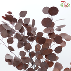Preserved Eucalyptus Silver Dollar Bleached - Brown (Per Bunch)-Brown-China-prflorist.com.my