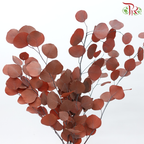 Preserved Eucalyptus Silver Dollar Bleached - Copper (Per Bunch)-Copper-China-prflorist.com.my