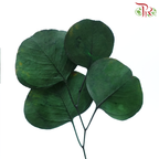 Preserved Eucalyptus Silver Dollar Bleached - Dark Green (Per Bunch)-Dark Green-China-prflorist.com.my